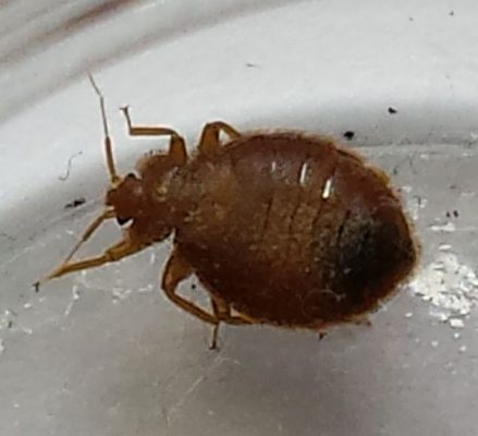 bed bug