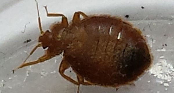bed bug