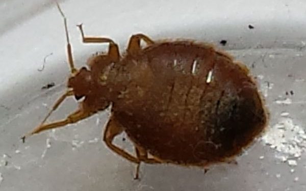 bed bug