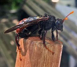 male elm sawfly