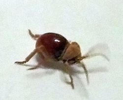 spider beetle