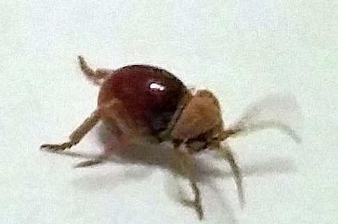 spider beetle