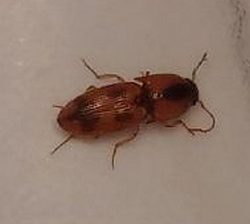 click beetle