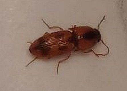 click beetle