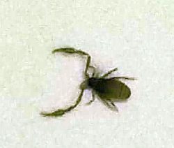 pseudoscorpion