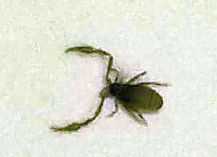 pseudoscorpion