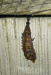 Firefly larva