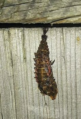 Firefly larva