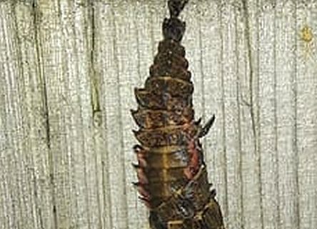 Firefly larva