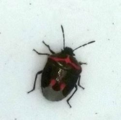 twice-stabbed stink bug