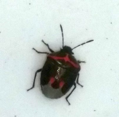twice-stabbed stink bug