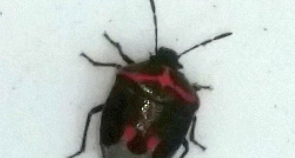 twice-stabbed stink bug