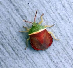 stink bug