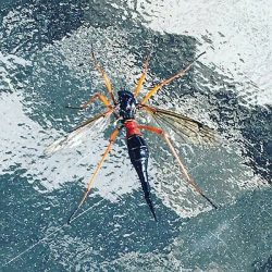 crane fly