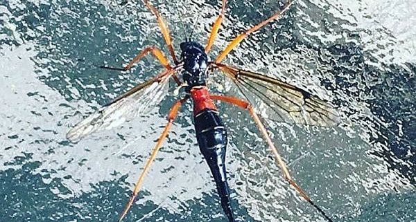 crane fly