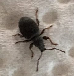 short-snouted/broad-nosed weevil