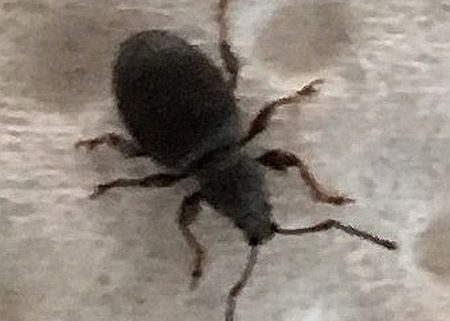 short-snouted/broad-nosed weevil