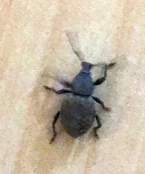 black vine weevil