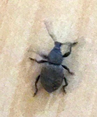 black vine weevil