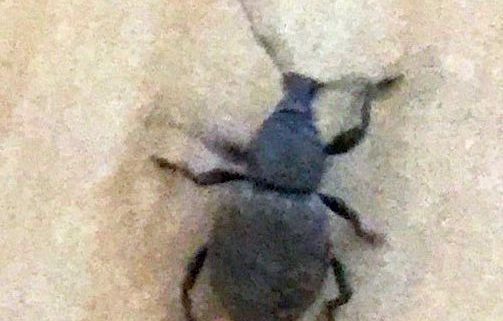 black vine weevil