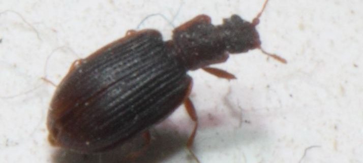 minute brown scavenger beetle