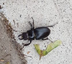 reddish-brown stag beetle