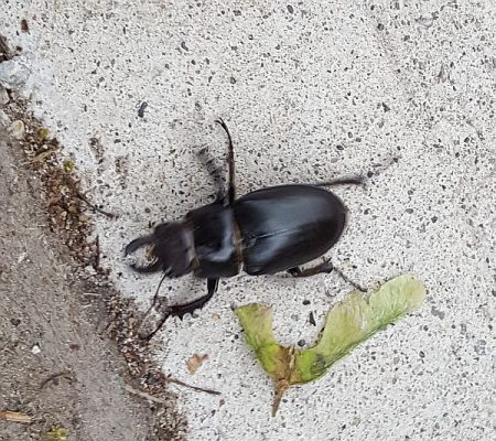 reddish-brown stag beetle