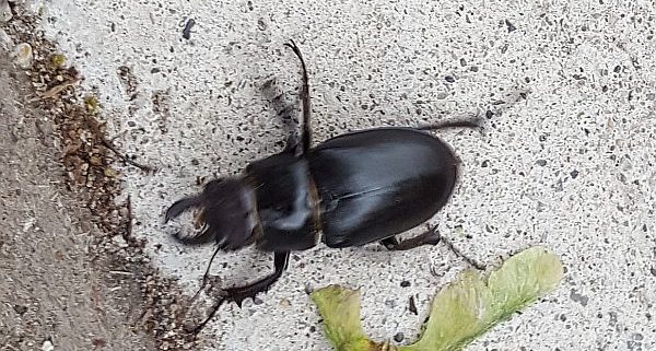 reddish-brown stag beetle