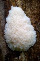 Fungal growth on stump