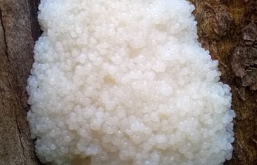 Fungal growth on stump