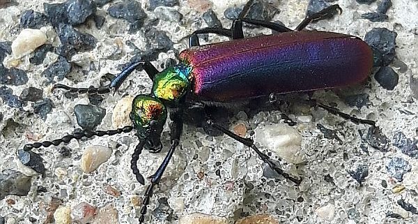 Nuttall’s blister beetle