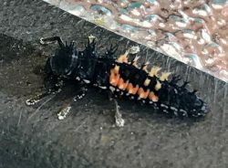 Ladybug larva