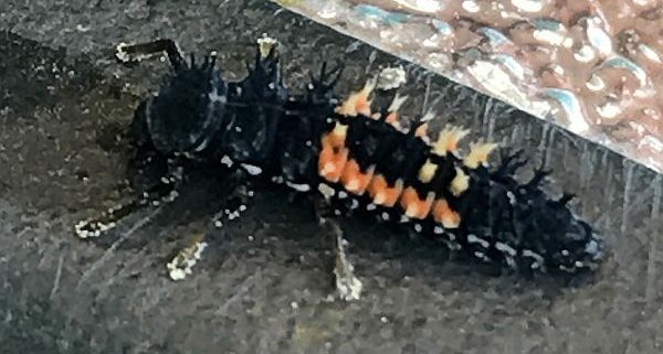 Ladybug larva