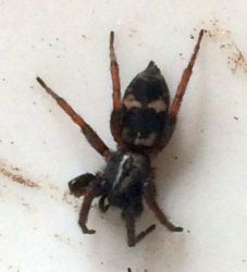ground spider