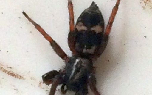 ground spider