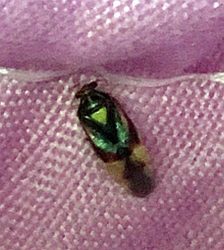 plant bug in the family Miridae