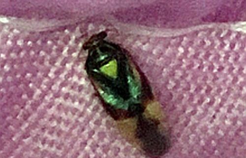 plant bug in the family Miridae