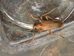 yellow Douglas fir borer