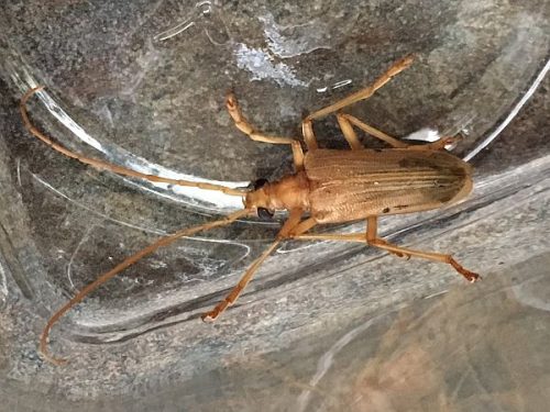 yellow Douglas fir borer
