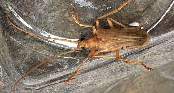 yellow Douglas fir borer