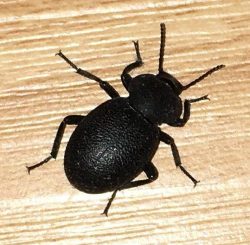 darkling beetle