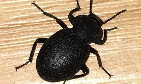 darkling beetle