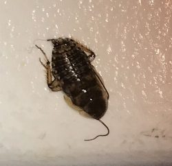 cockroach nymph