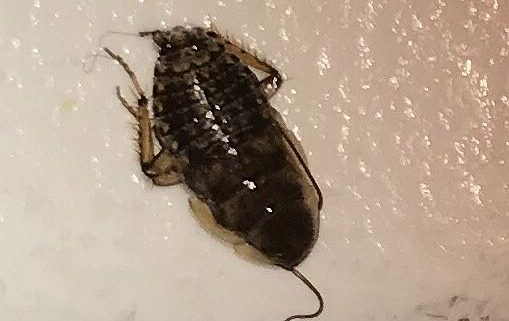 cockroach nymph