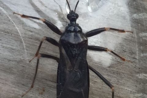 assassin bug
