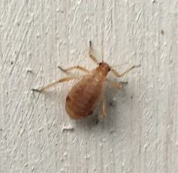 Aphid