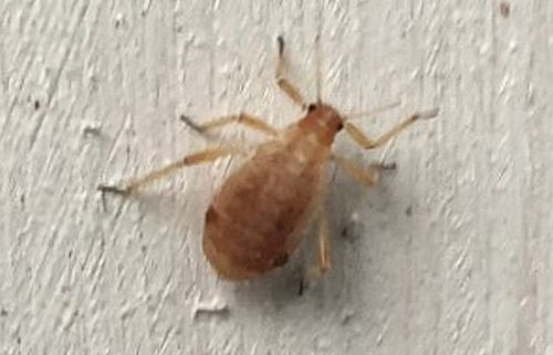 Aphid