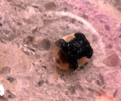 tortoise beetle