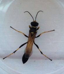 thread-waisted wasp