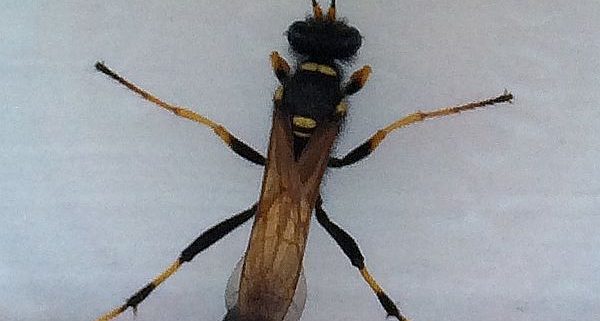 thread-waisted wasp